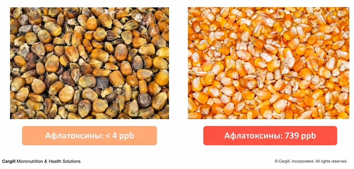 Образец кукурузы, покрытый плесенью, содержит меньше афлатоксина, чем визуально чистый