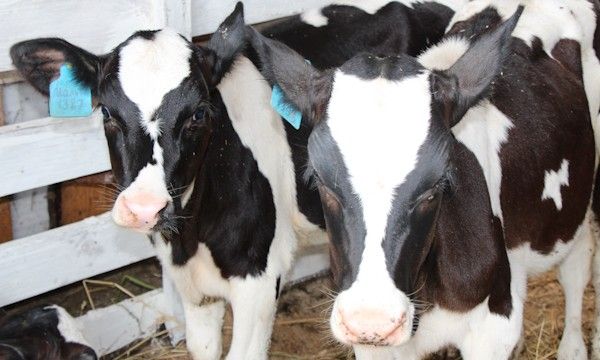 Продажа Сельхоз Животных Назарово