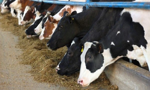 Корова дает молока. Увеличить надои. Молочное животноводство. Молочные коровы. Коровье молоко.